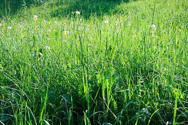 A bunch of green grass with some brown spots. The grass is in a field