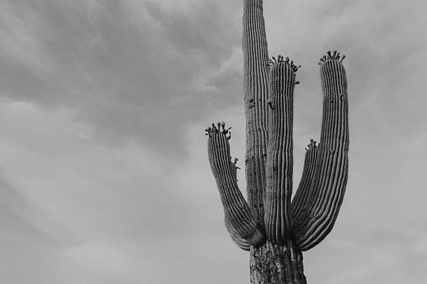 Saguaro cactus in black and white