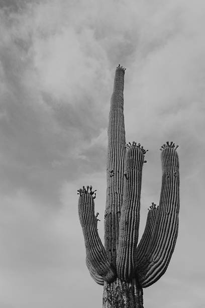 istock Saguaro cactus in black and white 2221544624