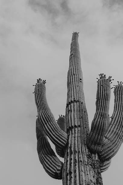 istock Saguaro cactus in black and white 2221544653