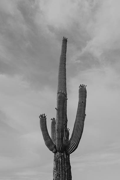 istock Saguaro cactus in black and white 2221544673