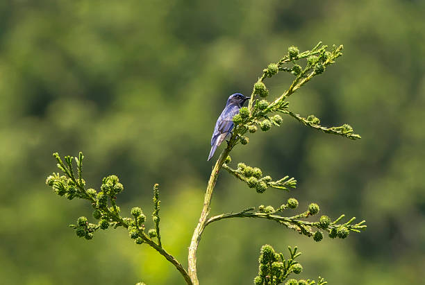 istock Blue bird on a treetop of cedar. 2221545340