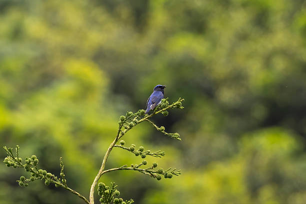 Blue bird on a treetop of cedar.