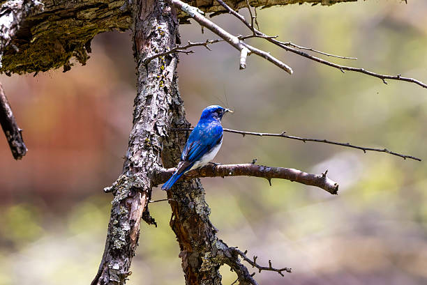 Blue bird hold on a branch of tree.