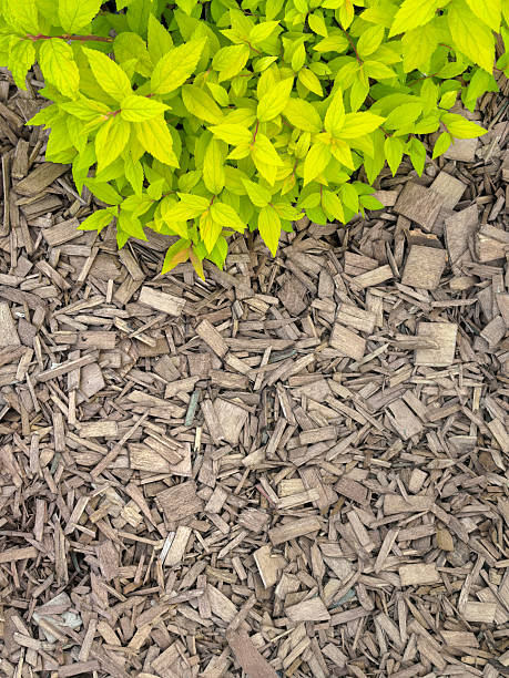 istock Spiraea japonica golden with decorative mulch 2221545683