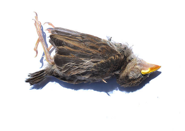 istock Wild dead finch on white 2221550446