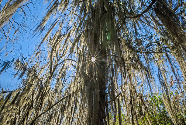 Spanish moss hangs from a tree on Mangum Avenue Feb. 6, 2015 in Selma, Alabama. Spanish moss (Tillandsia usneoides) tends to grow in warm, humid climates and can be found throughout the Southern U.S.