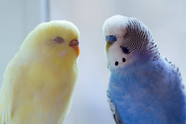 istock Blue and yellow budgie and bird close-up 2221550755