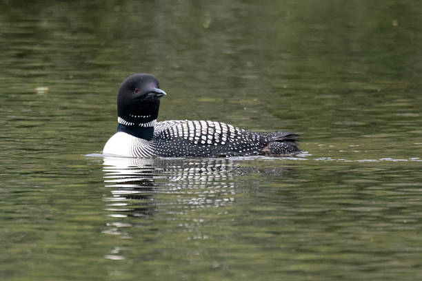 Common loon bird swimming in lake