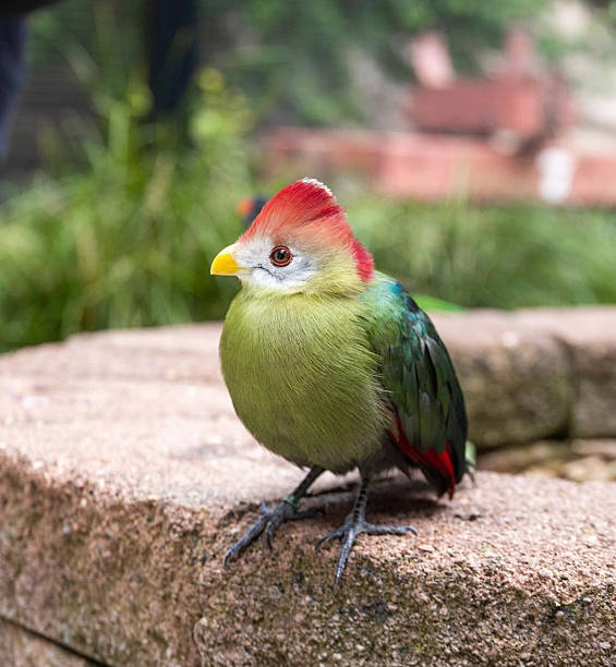 istock Turaco Pauses on Urban Stone Wall 2221552468
