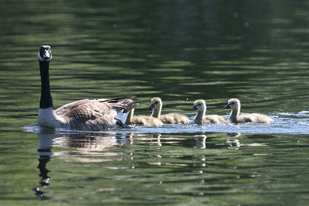 istock Canada Geese on water in summer 2221552582
