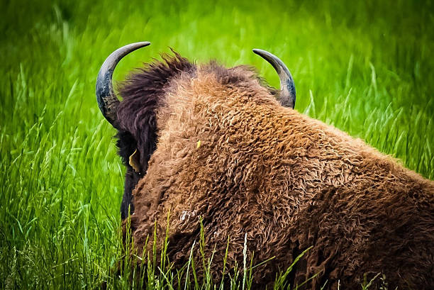 A close-up, rear view of a powerful bison, showcasing its shaggy brown fur and prominent horns, set against a vibrant backdrop of green grass. The image captures the serene presence of this magnificent animal in its natural habitat, emphasizing its texture and the rich colors of the environment. Ideal for themes of wildlife, nature, strength, and wilderness.