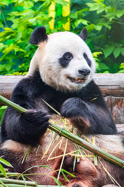 istock The Giant Panda Bear sits while eating a bamboo stalk 2221556577