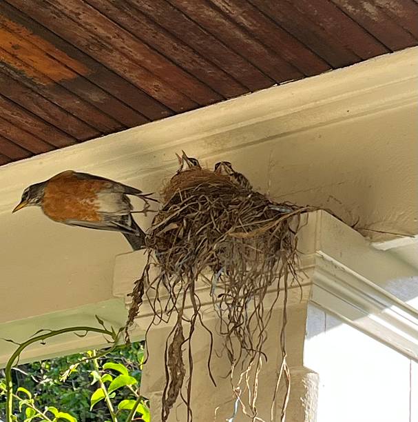 istock Robin with Fledglings in Nest 2221557434