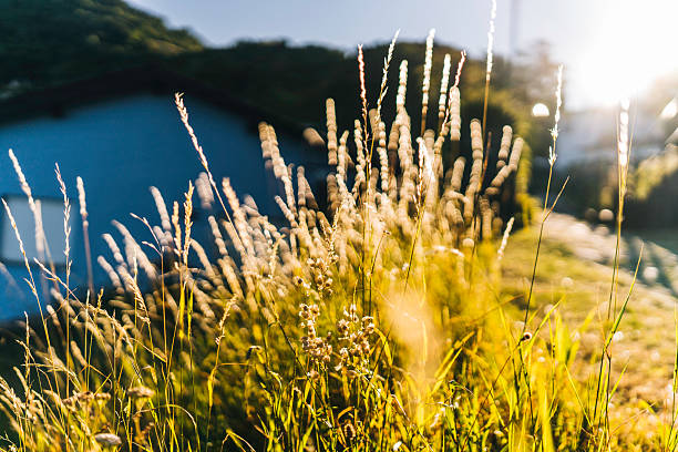 Backlit grasses and distant lake and mountains, Lugano, Ticino Canton