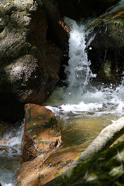 Smooth stones and boulders are interspersed throughout the stream, surrounded by lush green vegetation. The clear water tumbles over the uneven surface, creating small, gentle waterfalls. Ferns and leafy plants add to the verdant environment, suggesting a temperate forest ecosystem. The scene captures the tranquility of a natural watercourse amid a rocky landscape.