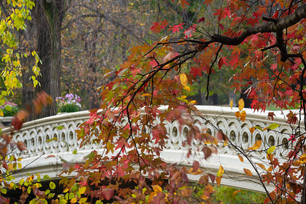 istock NYC Central Park Bow Bridge with Autumn Leaves 2221558790
