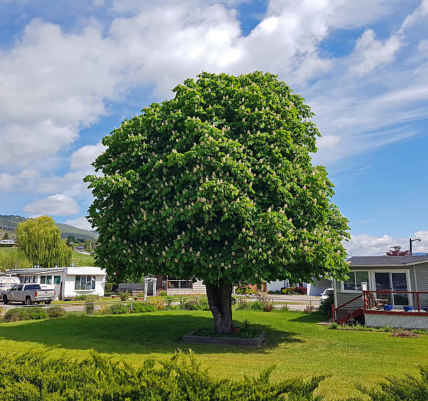 Majestic Horse Chestnut Tree In Bloom