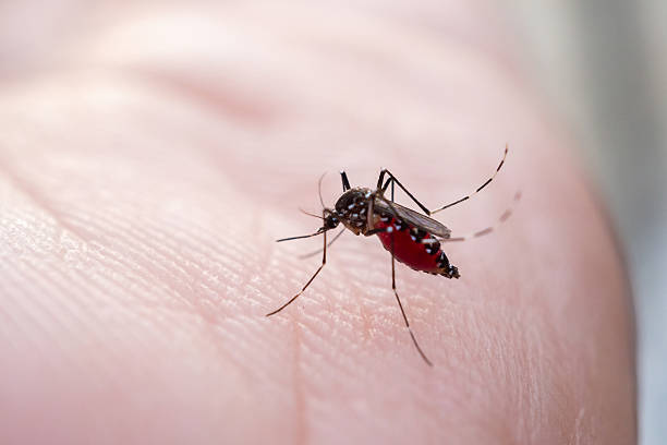 istock Aedes aegypti mosquitoes on human hand 2221562850