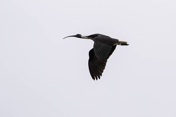 A Straw-necked Ibis (Threskiornis spinicollis) in flight with it's distinctive curved beak forward and wide black and white wingspan