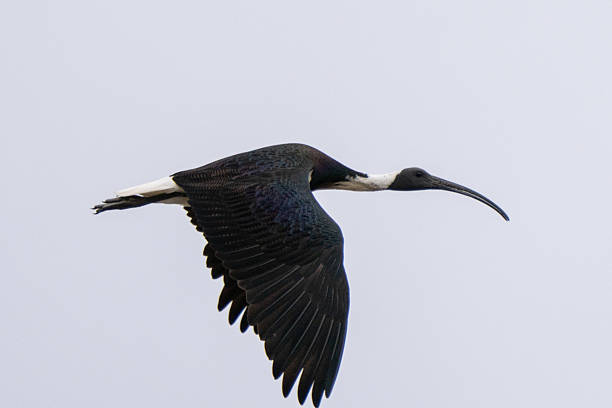 istock Straw-necked Ibis (Threskiornis spinicollis) in flight against a white cloudy sky 2221563994