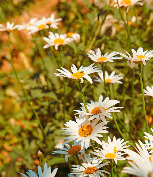 A garden of all seasons
