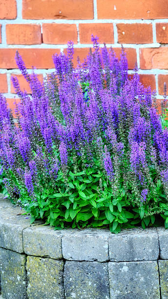 Lavender Flowers Against Brick Wall for Landscaping and Gardening