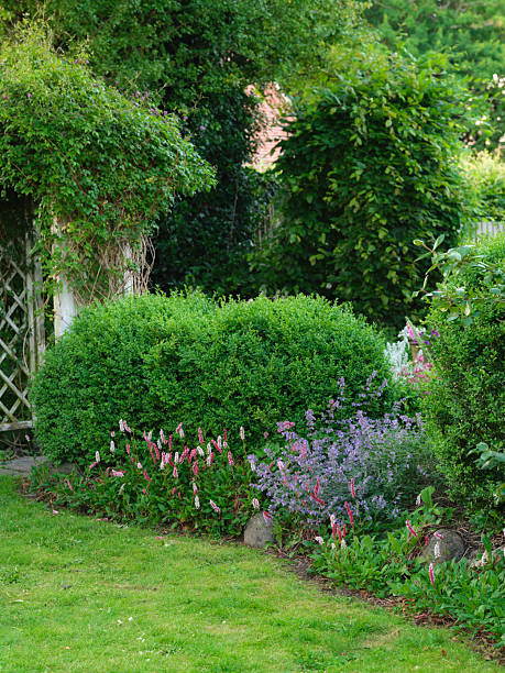 istock Photos from my garden 2221564726