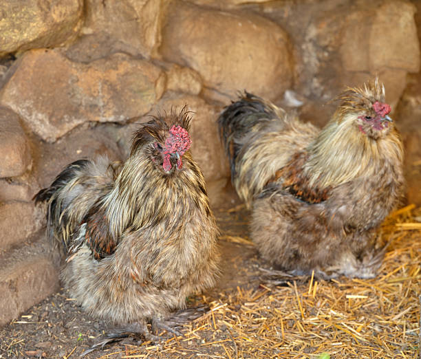 Two distinctively feathered roosters are seen standing against a textured stone wall in a serene South African farm environment. Their striking plumage adds a rustic charm to the African countryside setting.