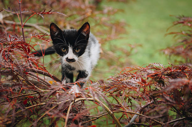 Cute kitten playing outdoor