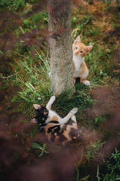 Cute kittens playing outdoor