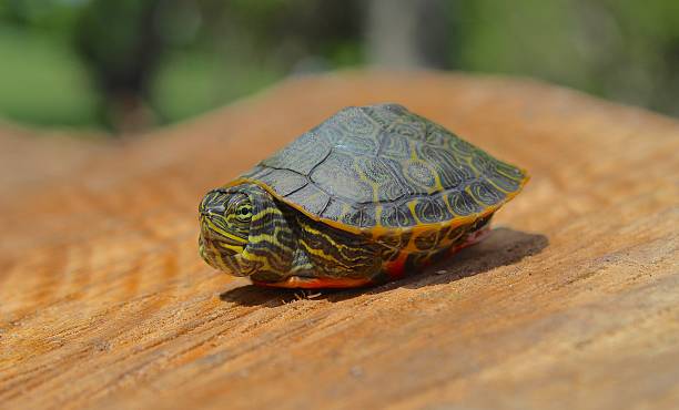 istock Red-Bellied Turtle Retracting Its Arms and Legs 2221567654
