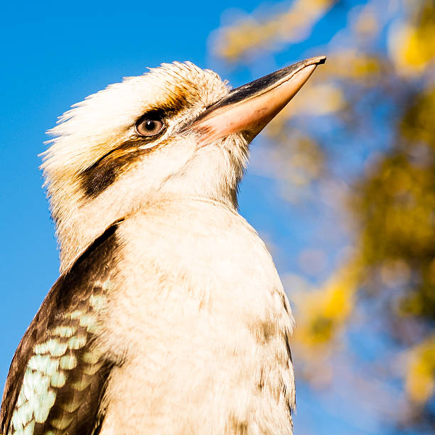 Laughing Kookaburras are found throughout eastern Australia