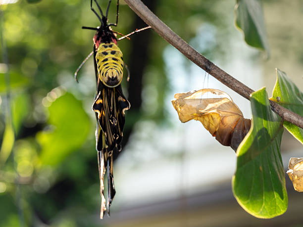 istock A golden birdwing butterfly has just emerged from her chrysalis 2221571283