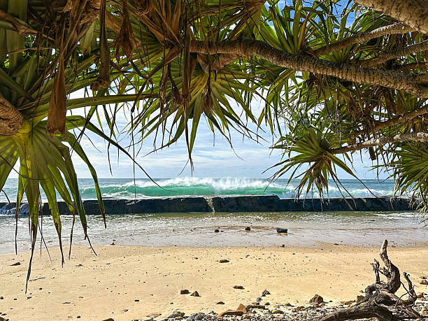 istock Looking out from under a pandanus tree out to the ocean.  Waves breaking along the rock wall.  Wet sand at the beach with dead driftwood.  Yamba  New South Wales Australia 2221572454