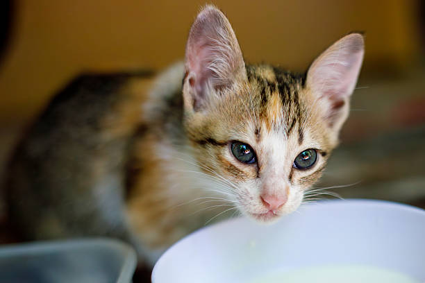 istock Cute Kitten Drinking Milk from a Bowl 2221583268