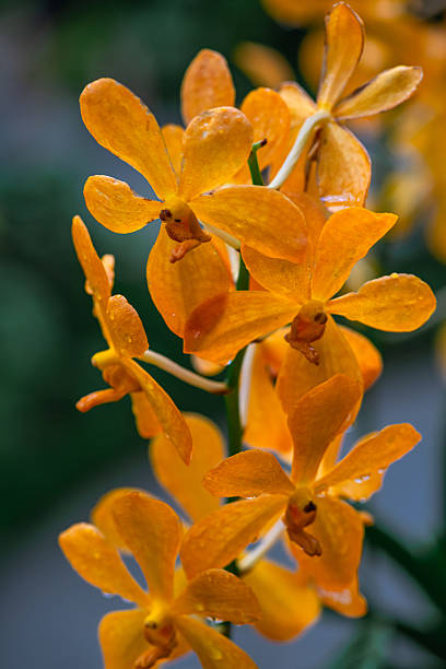 istock Mokara Orchids flowers - symbolize refinement and beauty 2221583434