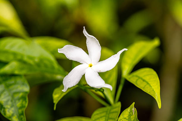 Jasmine flower bud - White jasmine