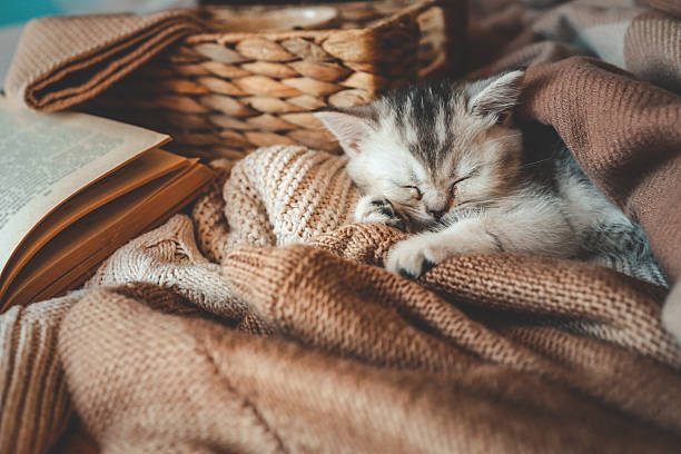 istock Sleeping kitten wrapped in soft brown knits next to an open book and ceramic cup, creating a warm and cozy autumn or winter reading scene 2221583610