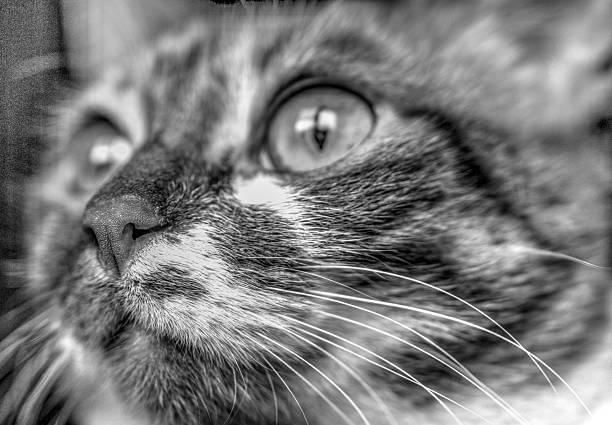 istock Funny cat face in black and white close up 2221584661
