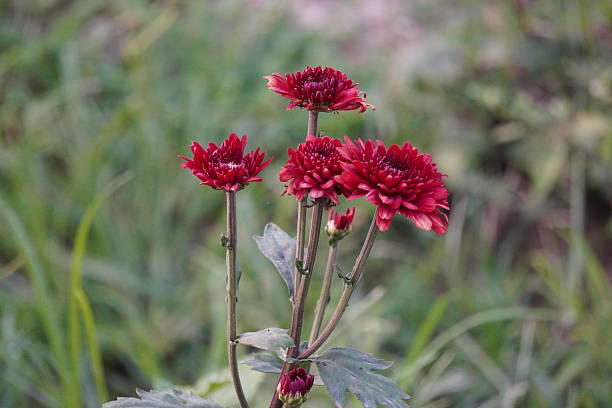 istock Red Chrysanthemums Blooming on Green Stems in Natural Light 2221584667
