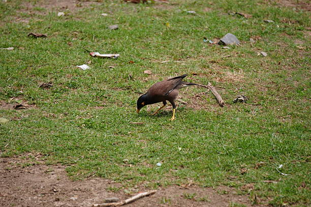 A myna is wading in the grass field