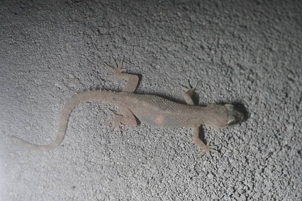 istock Gecko on Textured Surface in Close Up View 2221586067