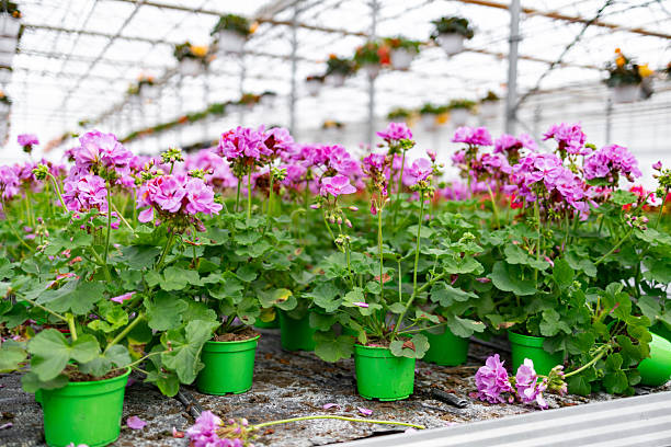 colorful flowers grown in greenhouse