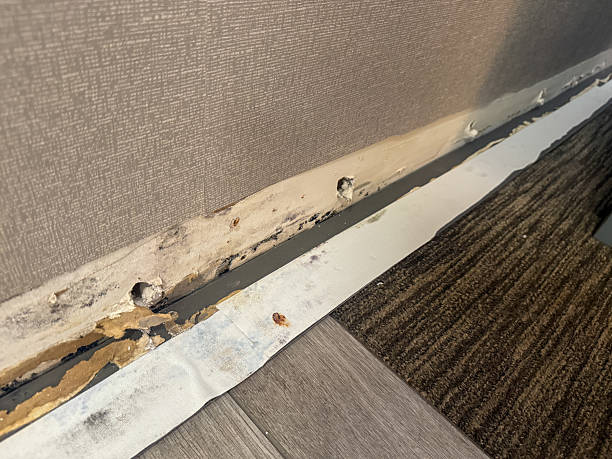 istock Water damage on baseboard. Mold growing between carpet and wall. 2221588483