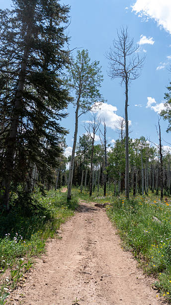 istock Trail through recovering forest. Dirt path winds between healthy and fire-damaged trees. 2221590055