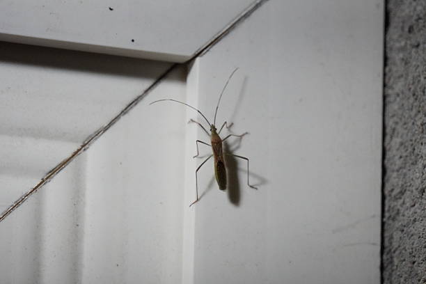 istock Cricket on Wall Corner Casting Shadow Near Door Frame 2221590602