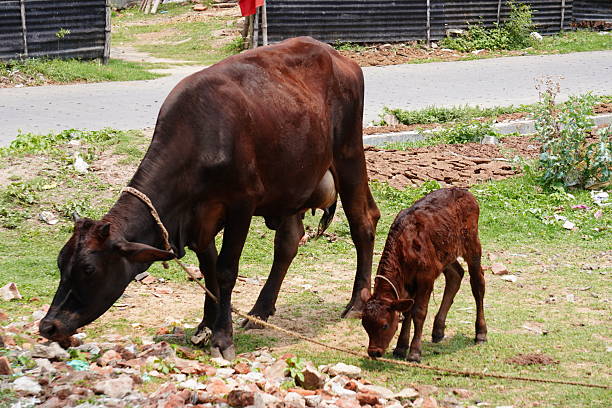 Cow Nursing Calf on Grass and Dirt in Rural Setting