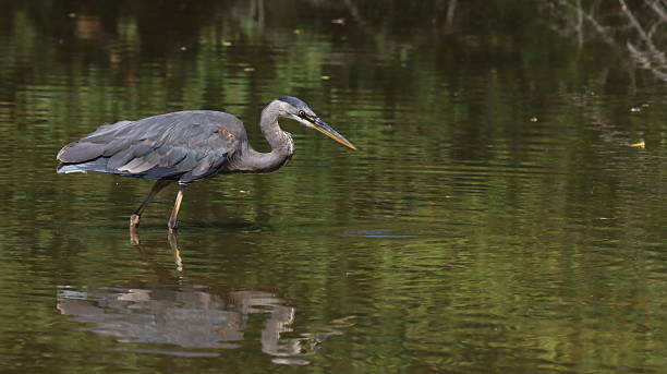 istock A great blue heron hunting fish in a pond filled with its reflections on green, calm surface of the pond 2221592493