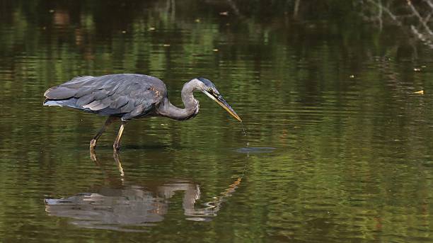 istock A great blue heron hunting fish in a pond filled with its reflections on green, calm surface of the pond 2221592698